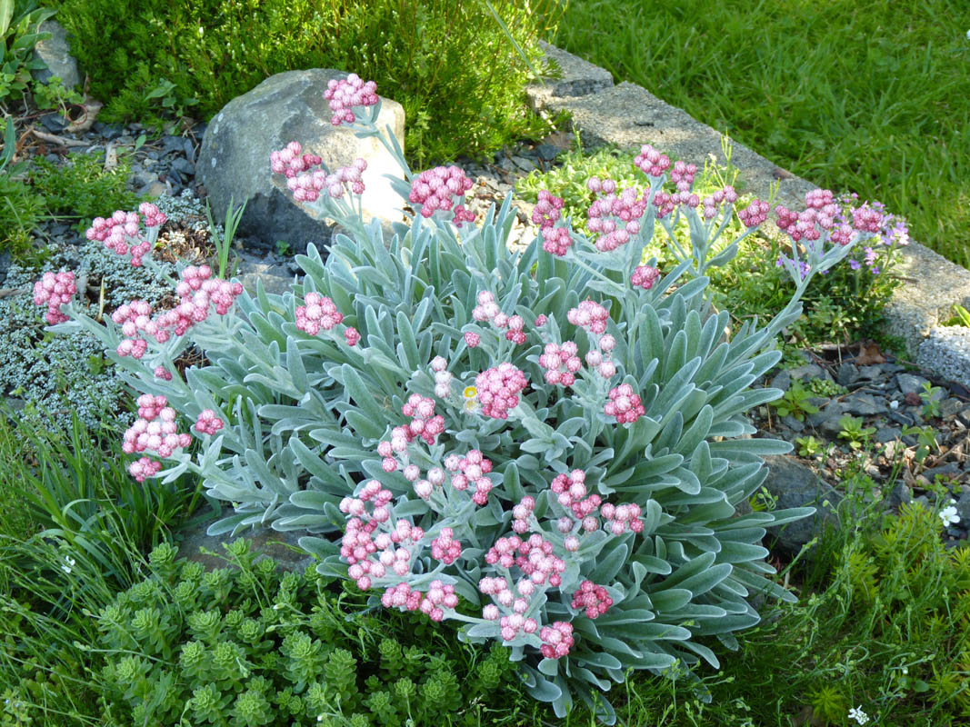 Helichrysum amorginum 'Ruby Cluster' photo